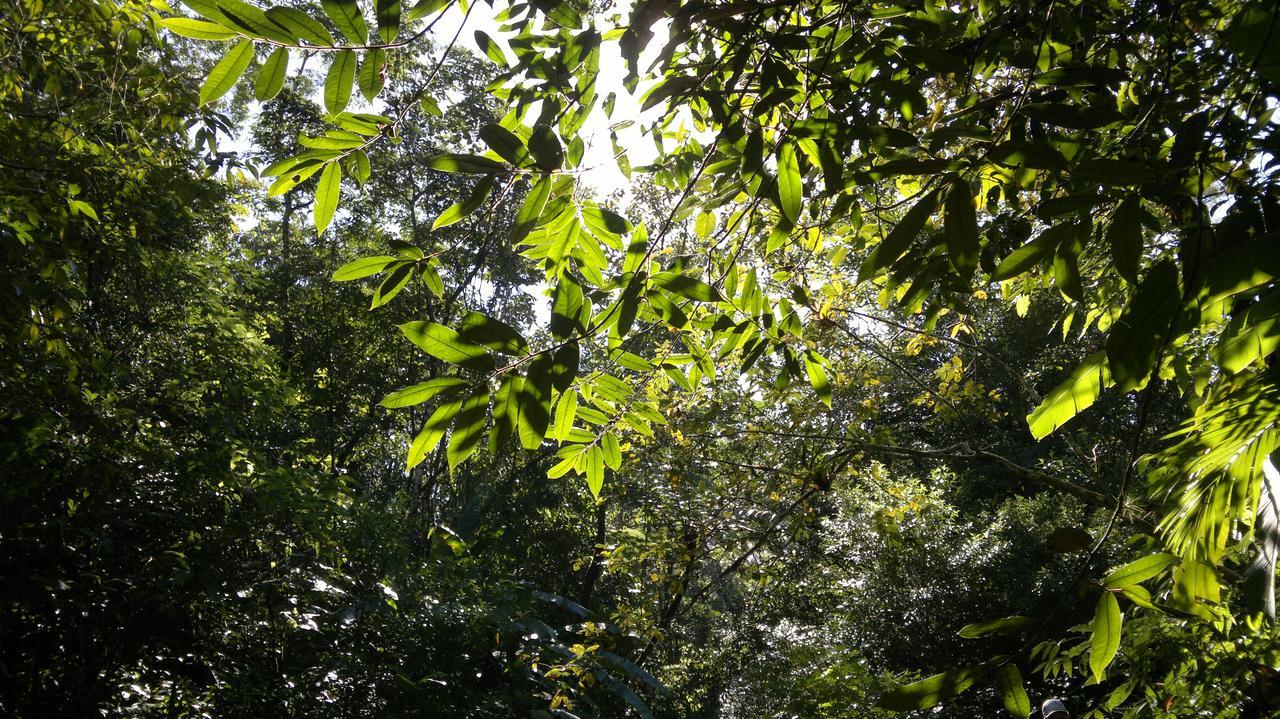 Junglez Eco Hostel Guarau Екстер'єр фото